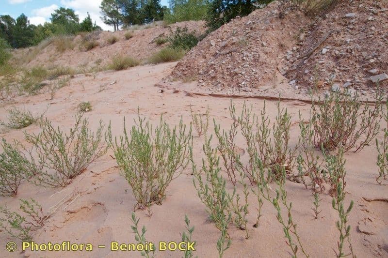 Corispermum