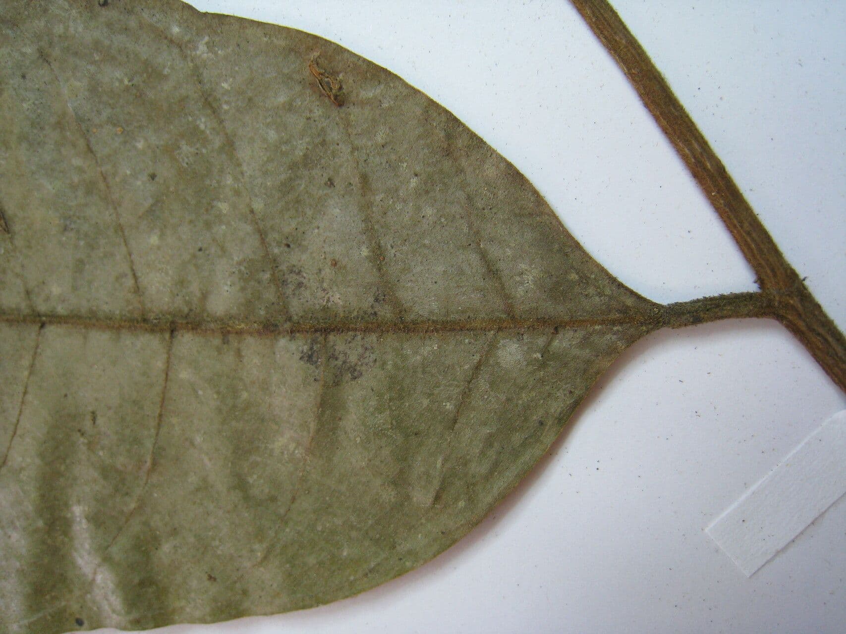Helicostylis 2