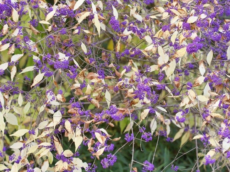 Callicarpa 4