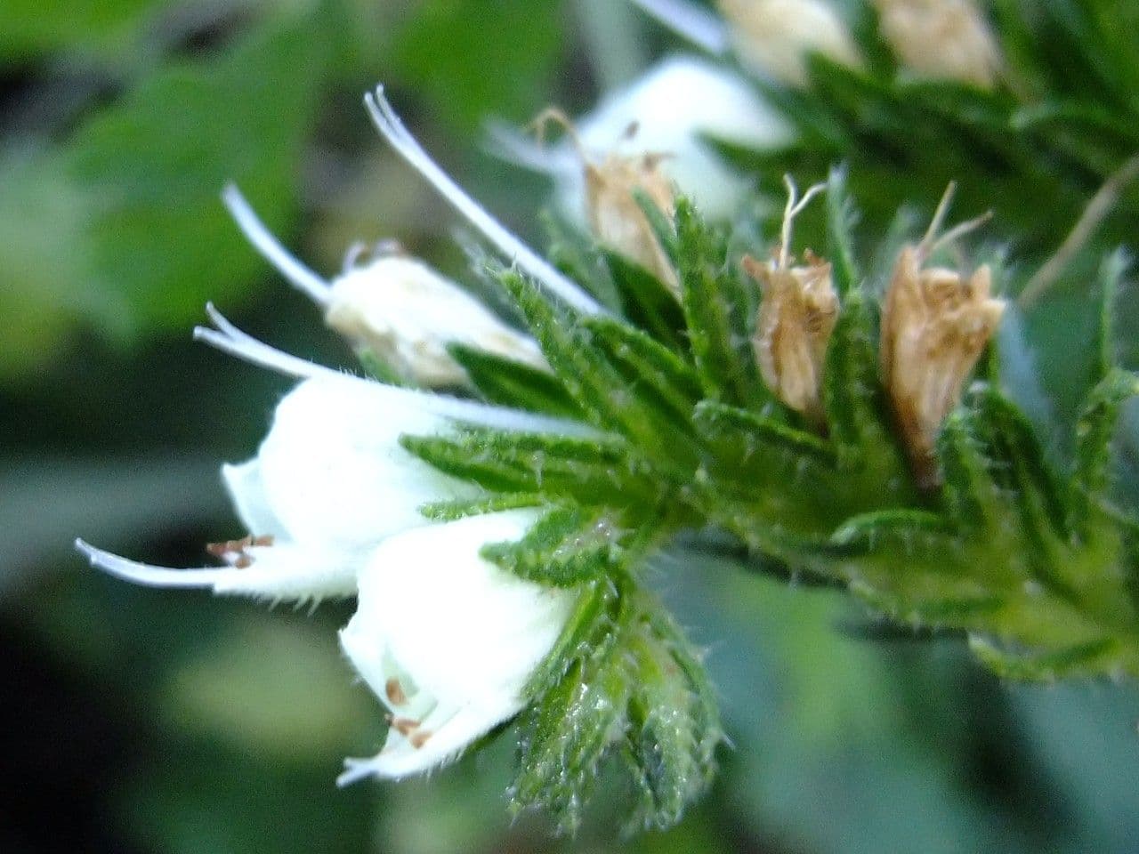 Echium di Sventen 3