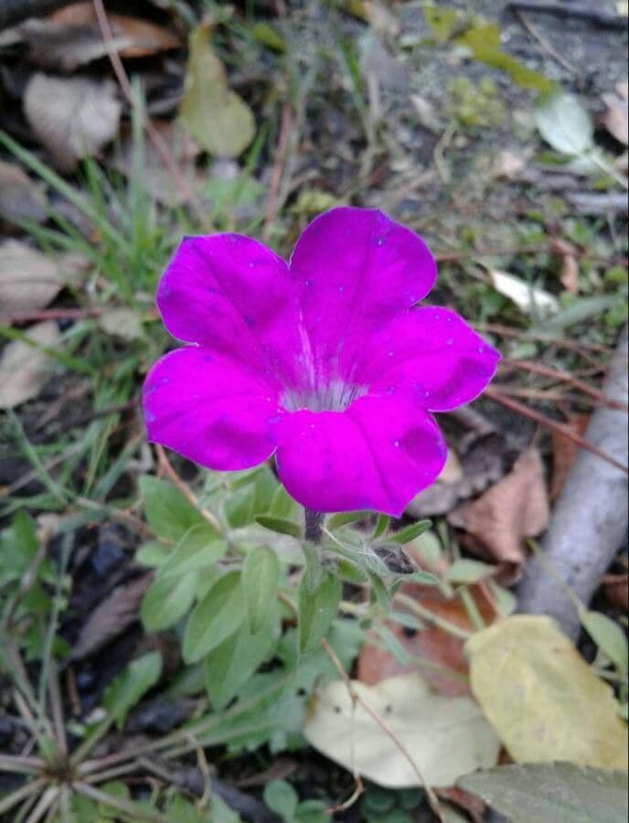 Ipomoea capillacea 4