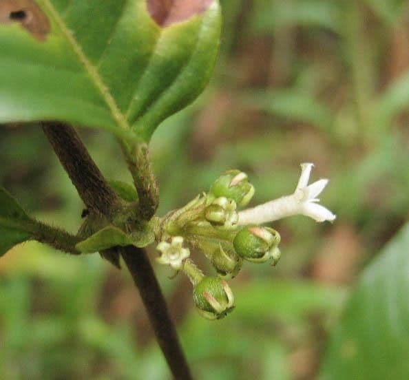 Panama-Sabicea 9