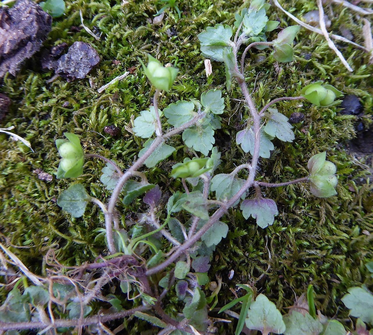 Veronica lucida 14