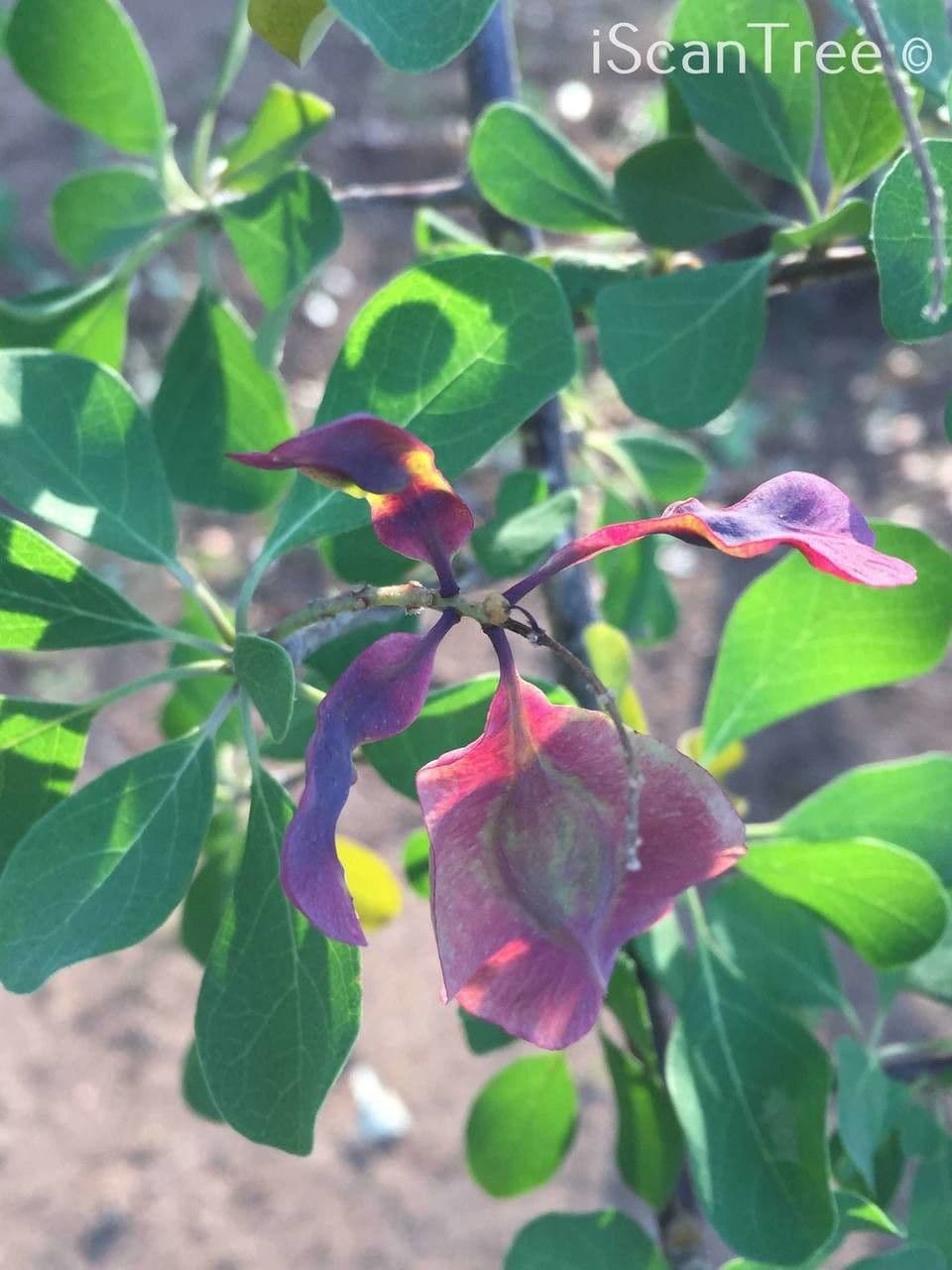 Terminalia