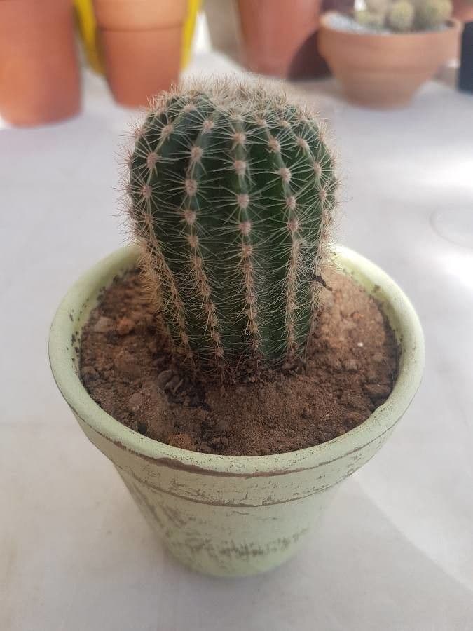 Cactus pettine 9