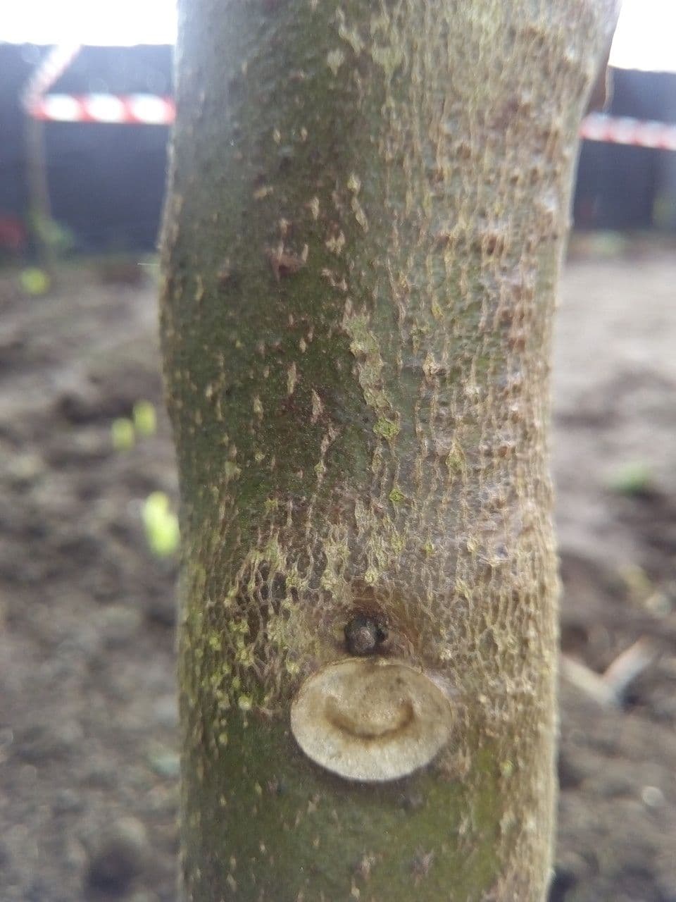 Baumtomate 21