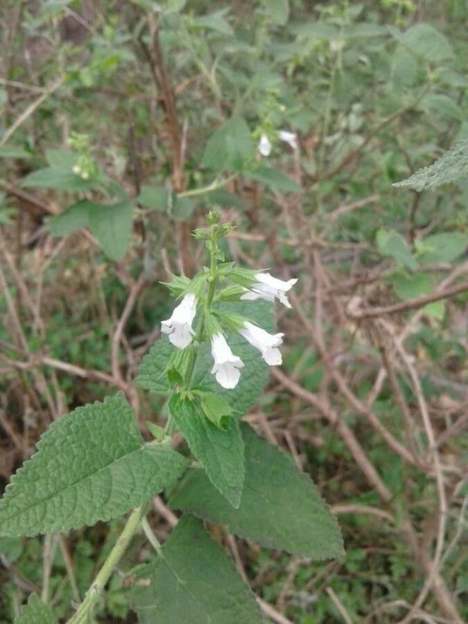 Lepechinia 8