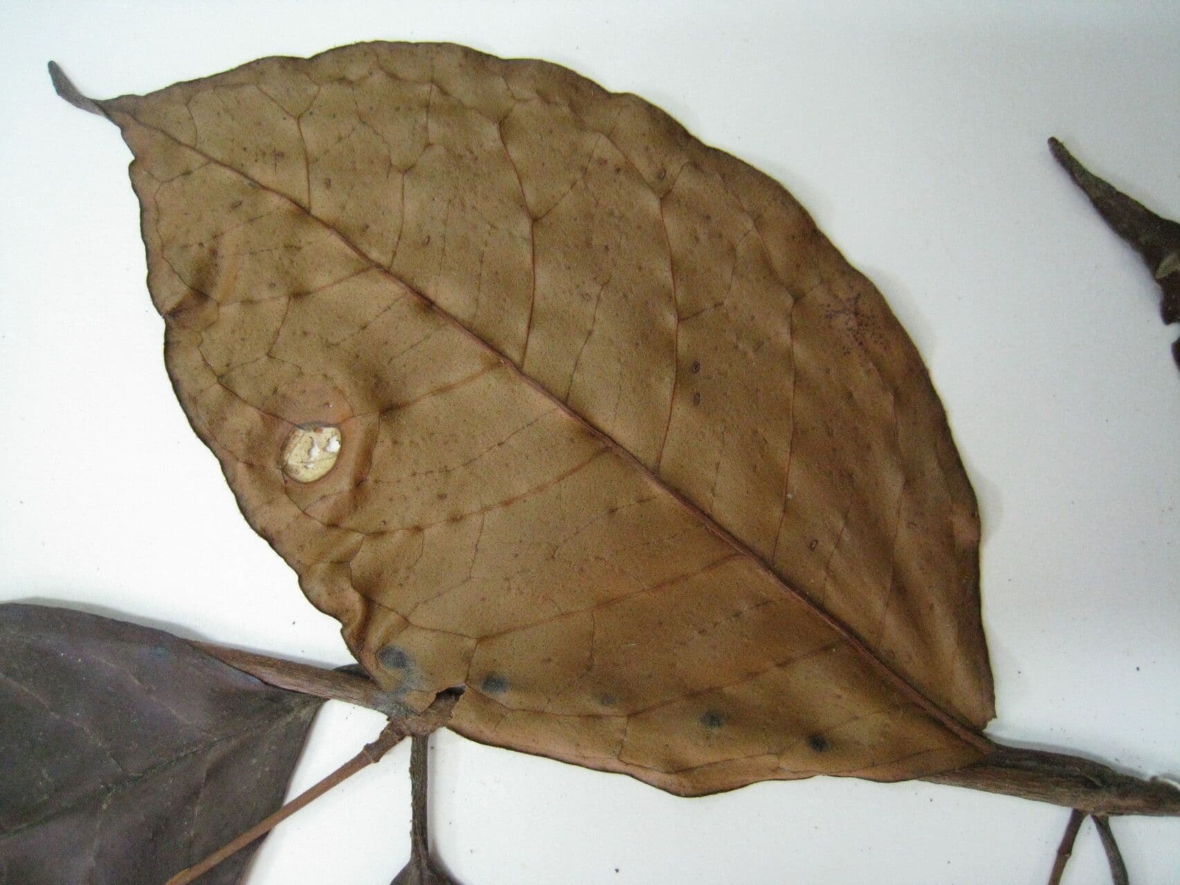 Vismia 9