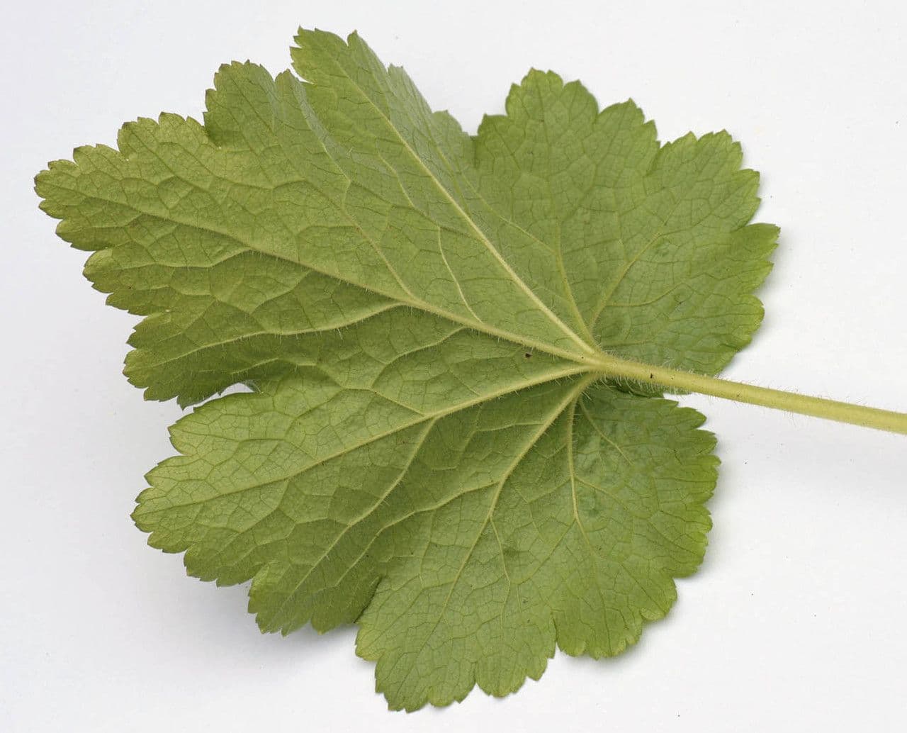 Tellima grandiflora 29