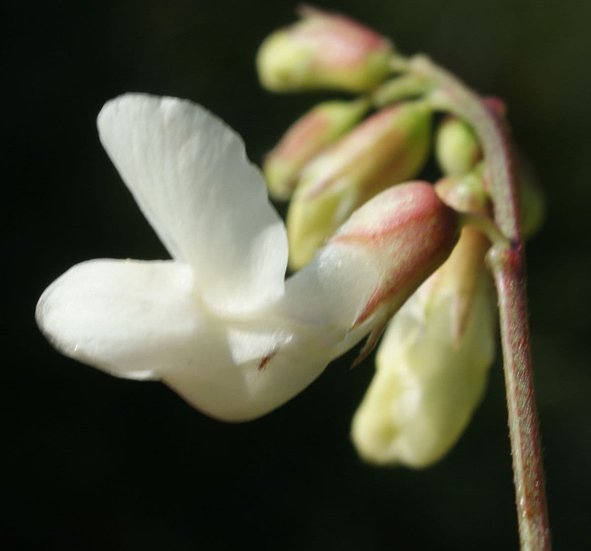 Lathyrus 5