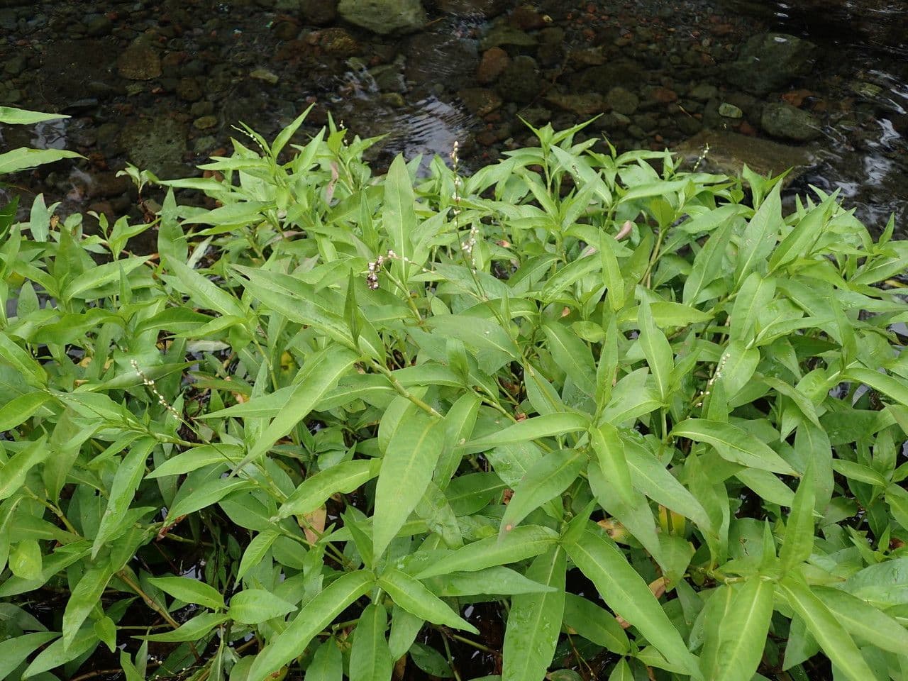 Persicaria 10