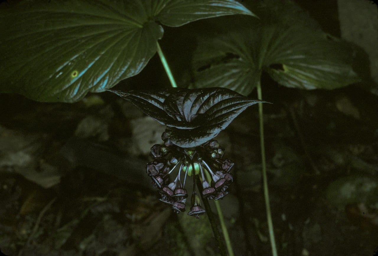 Fiore pipistrello