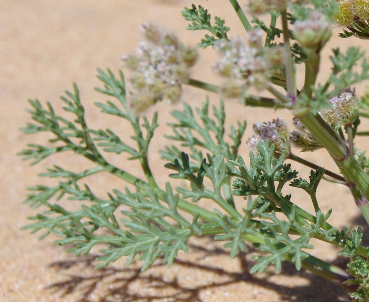 Ammodaucus 16