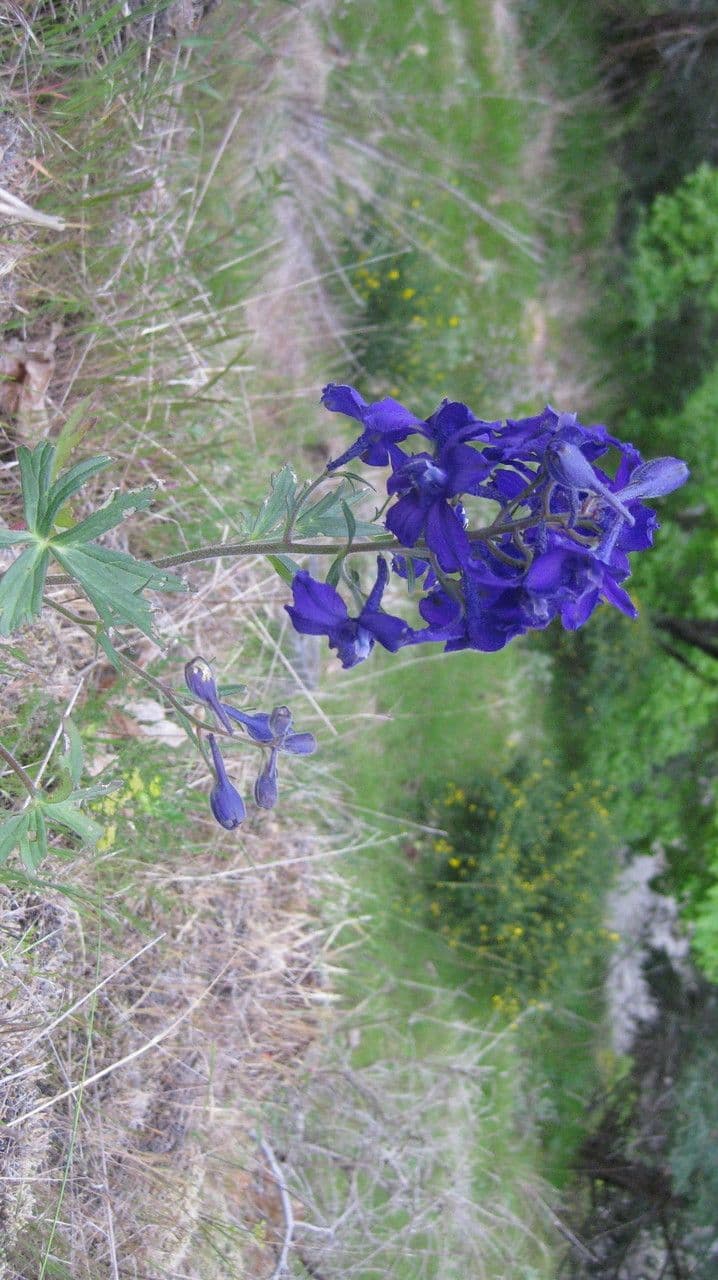 Speronella di Menzies 7
