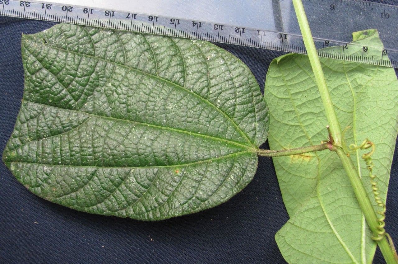 Passiflora 16