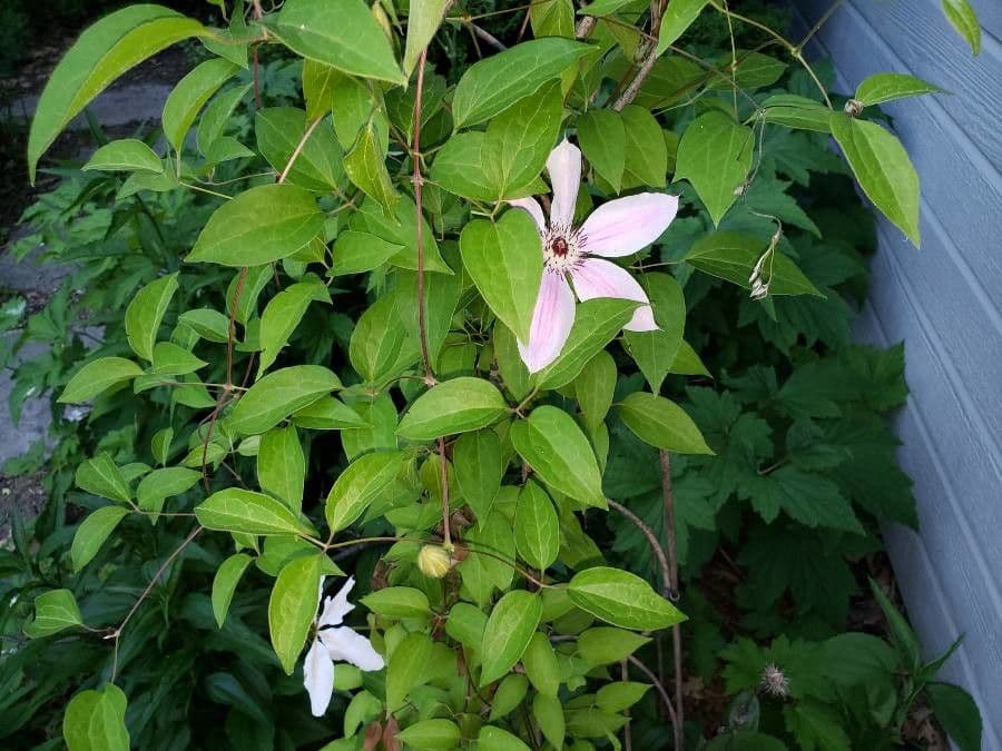 Clematis 9