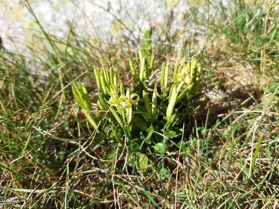Cardamine bellidifolia 10