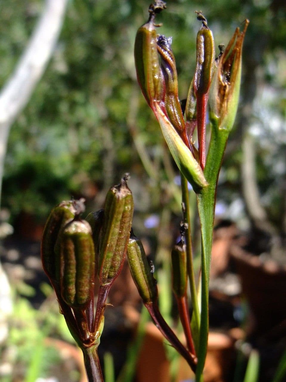 Orthrosanthus multiflorus 8