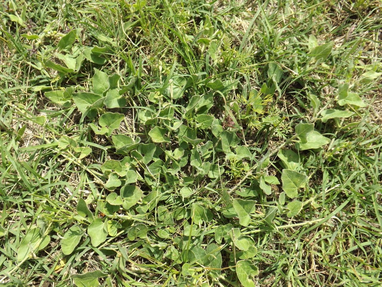 Matelea biflora 14