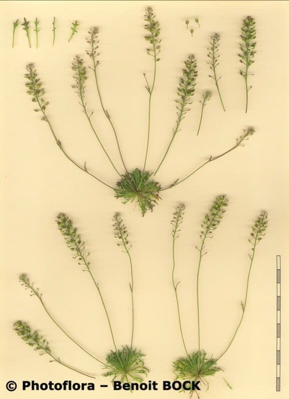 Teesdalia coronopifolia 22