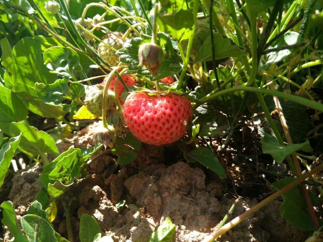 Fragola comune