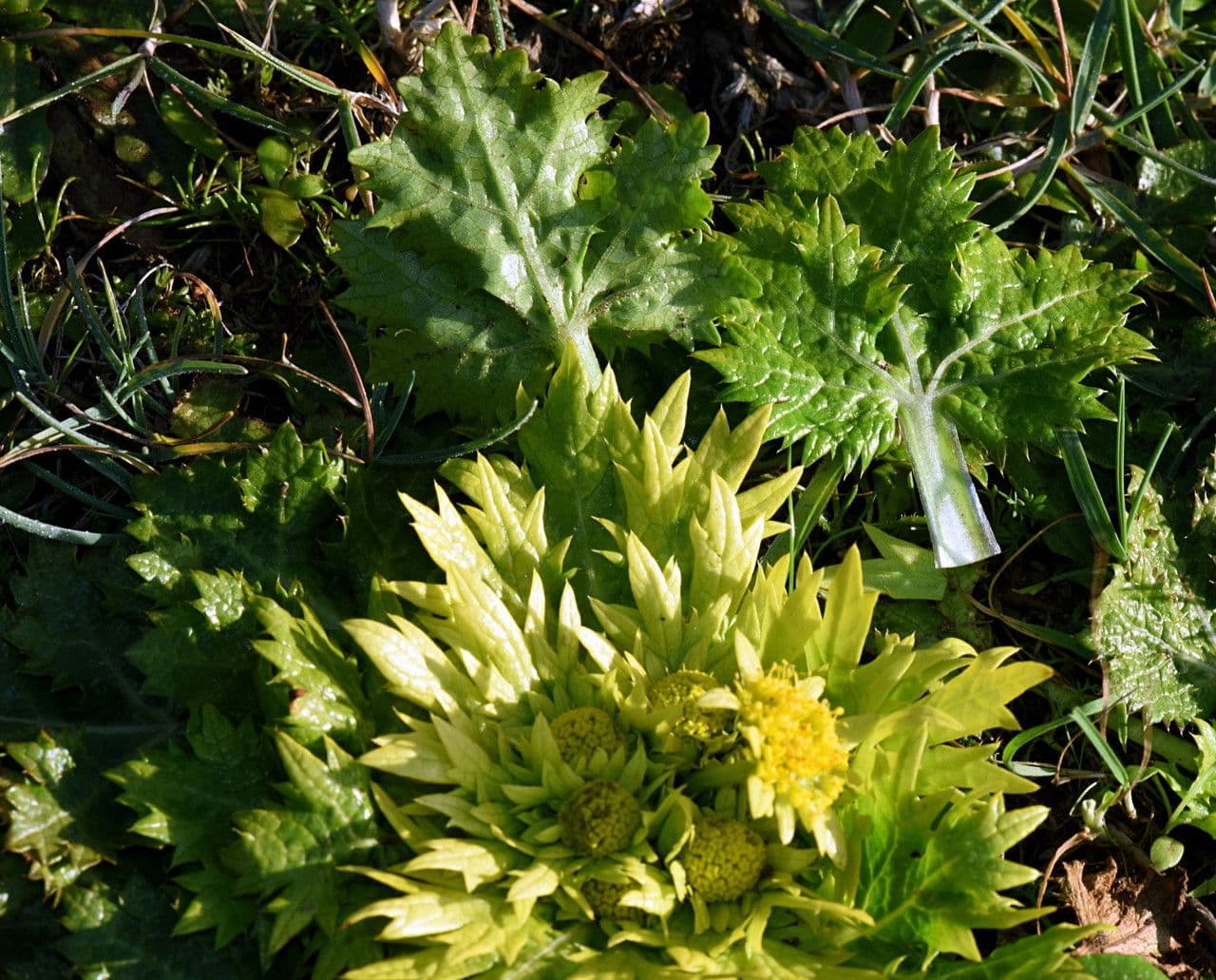 Sanicula arctoide 3