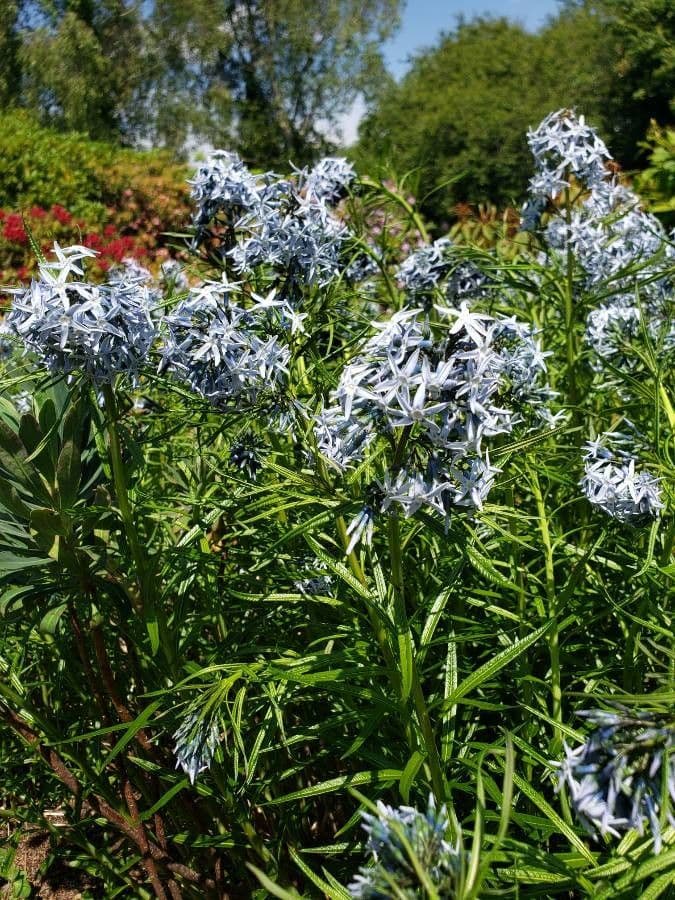 Amsonia 4