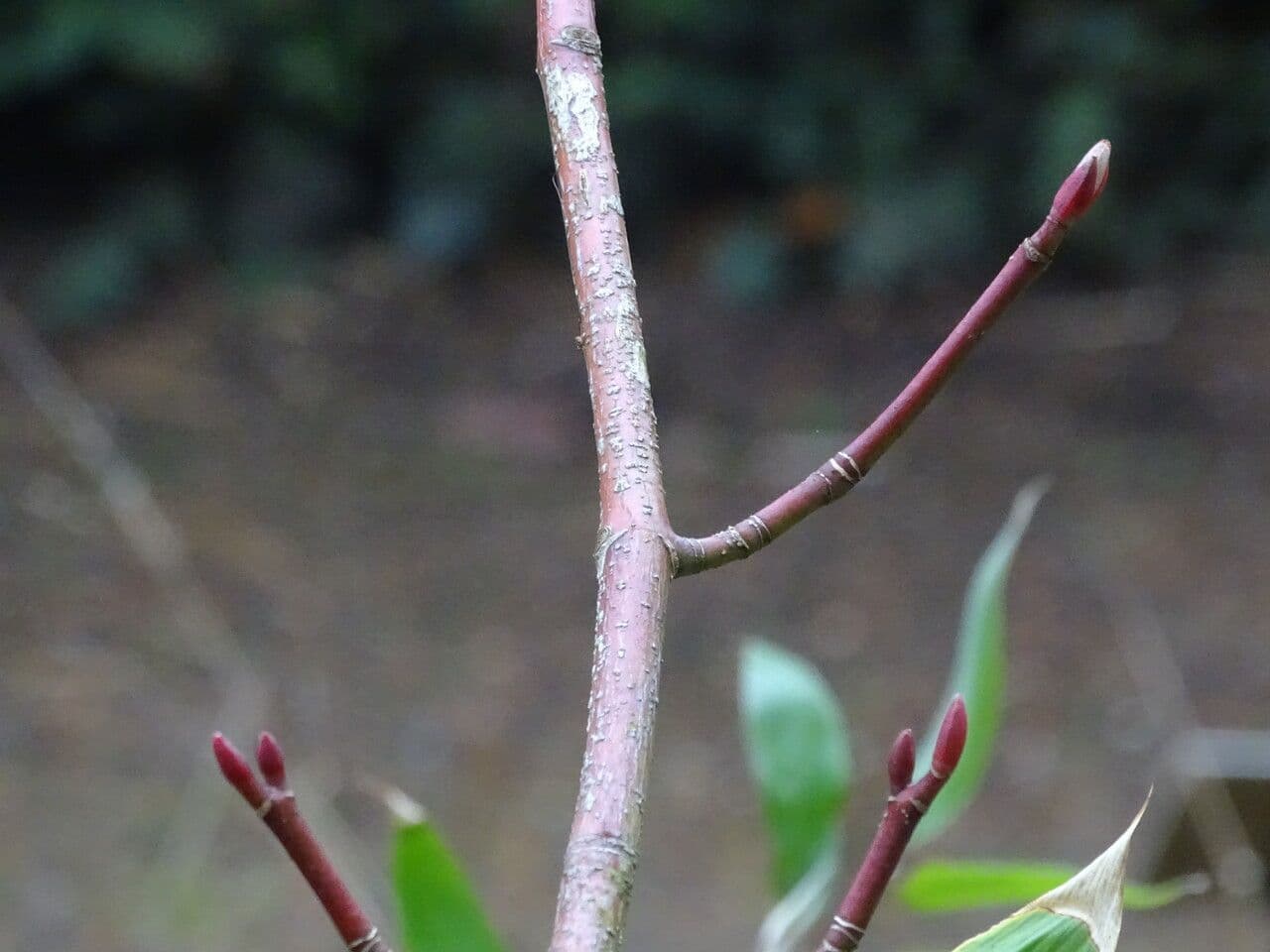 Maple 8