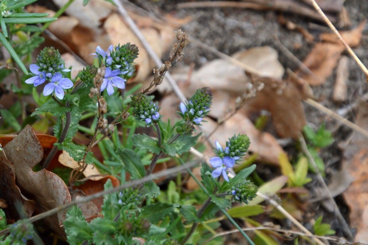 Veronica prostrata 20