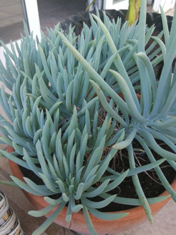 Dudleya densiflora 9