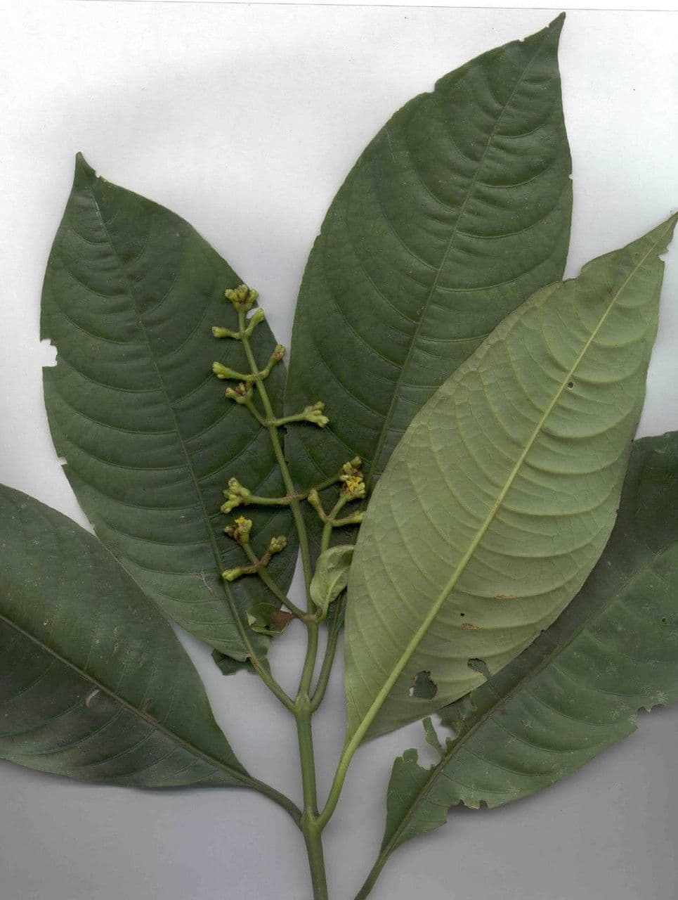 Psychotria rameuse 22