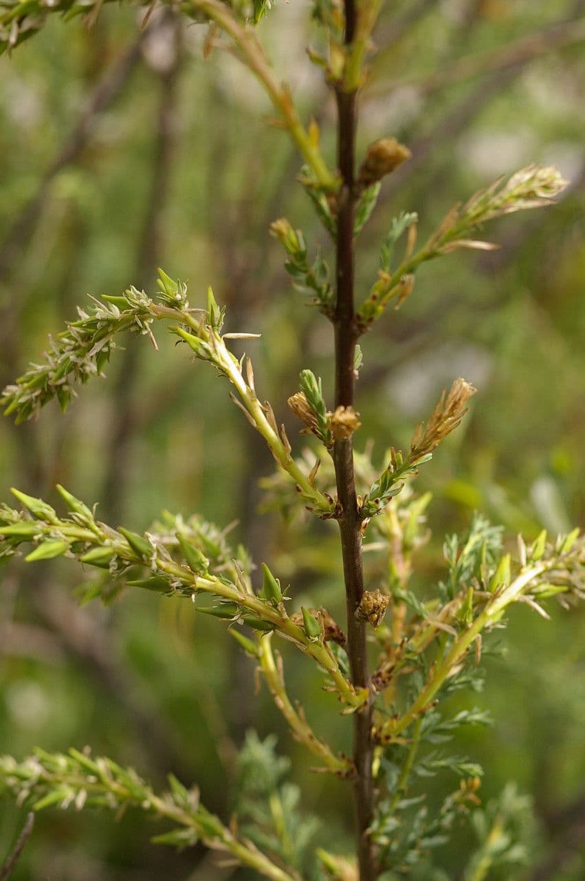 Miricaria germanica 27
