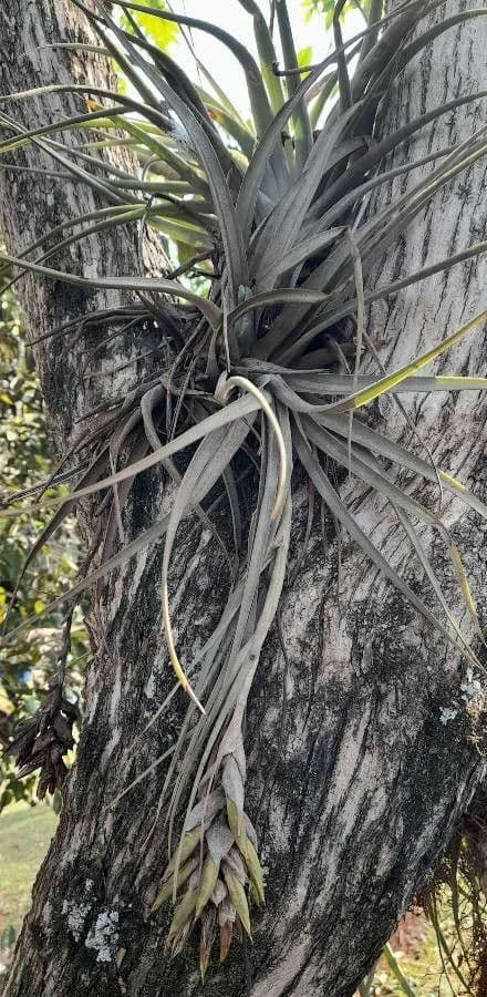Tillandsia 6