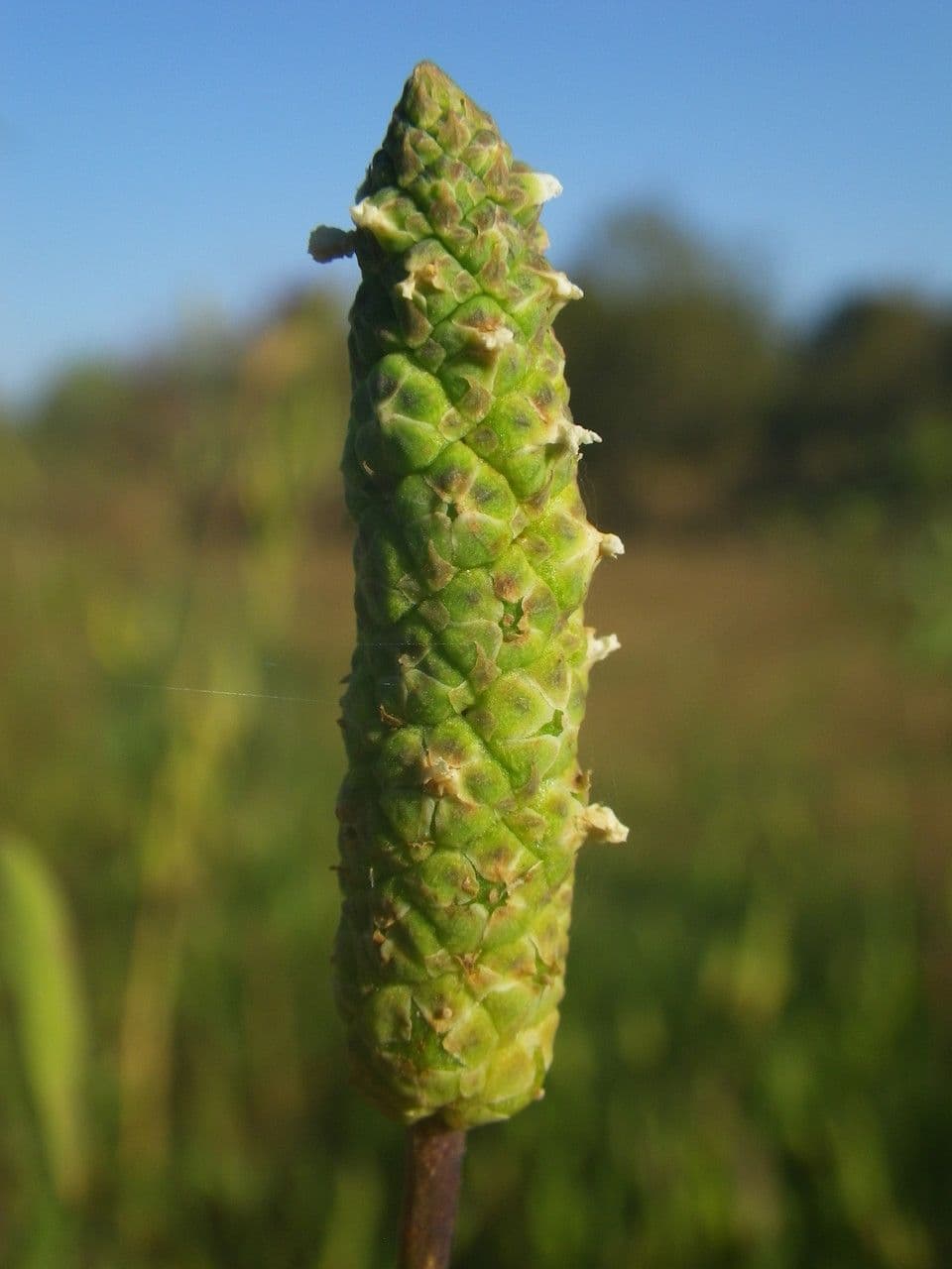 Sphenoclea 2