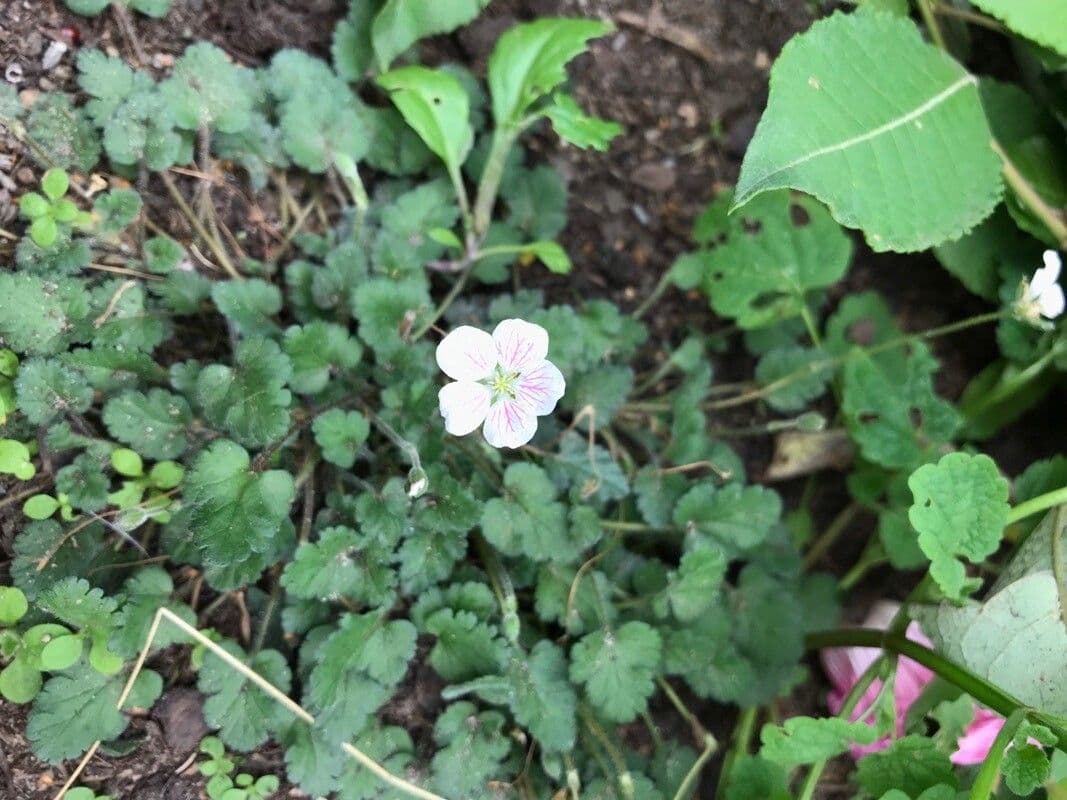 Reichards Storchschnabel 3