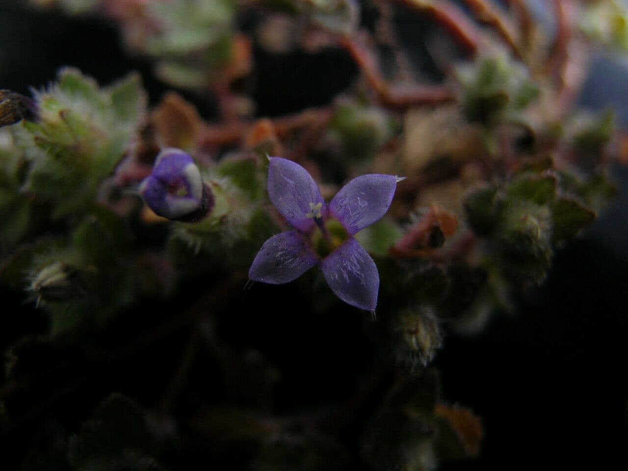 Cyananthus 2