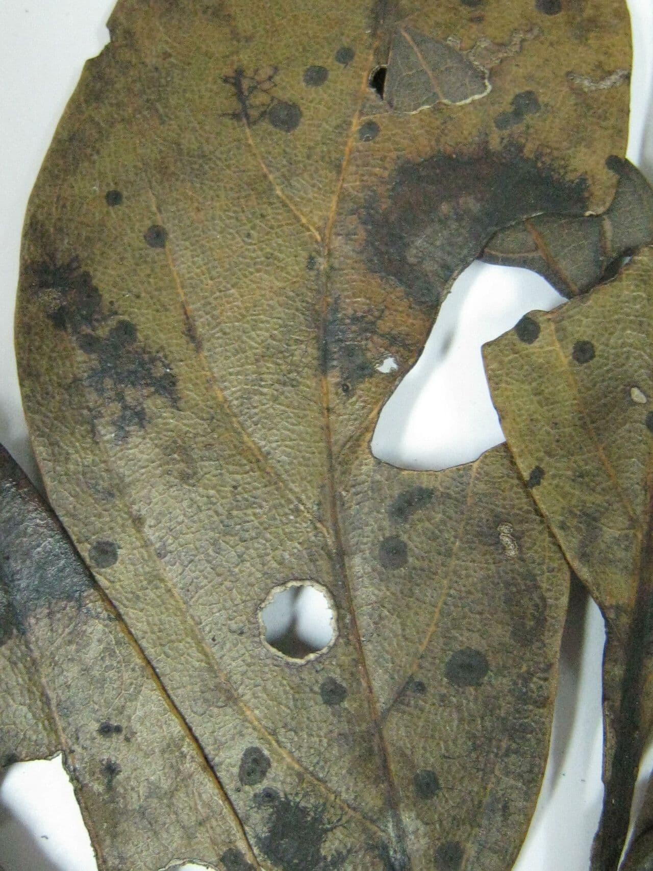 Ocotea 5