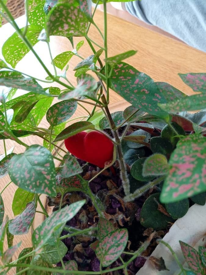 Hypoestes 18