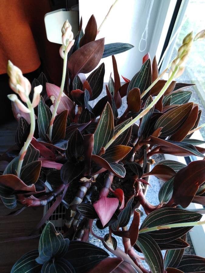 Schmuckorchidee 10