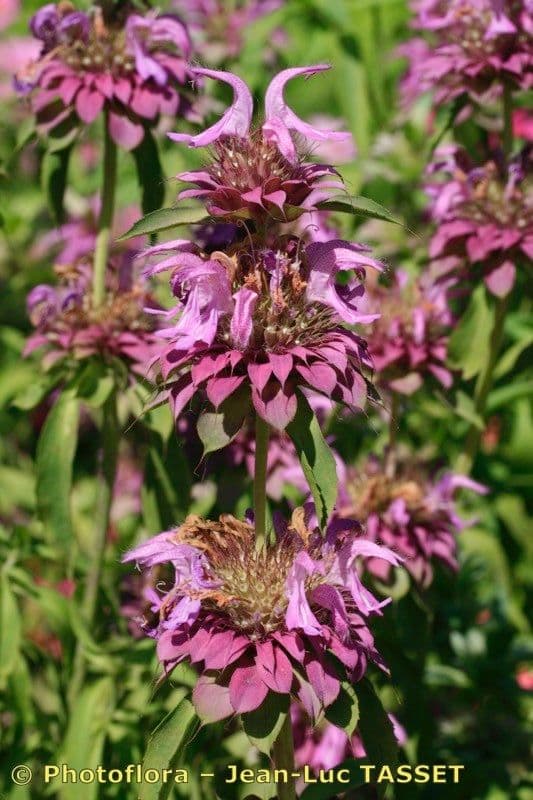 Monarda 27