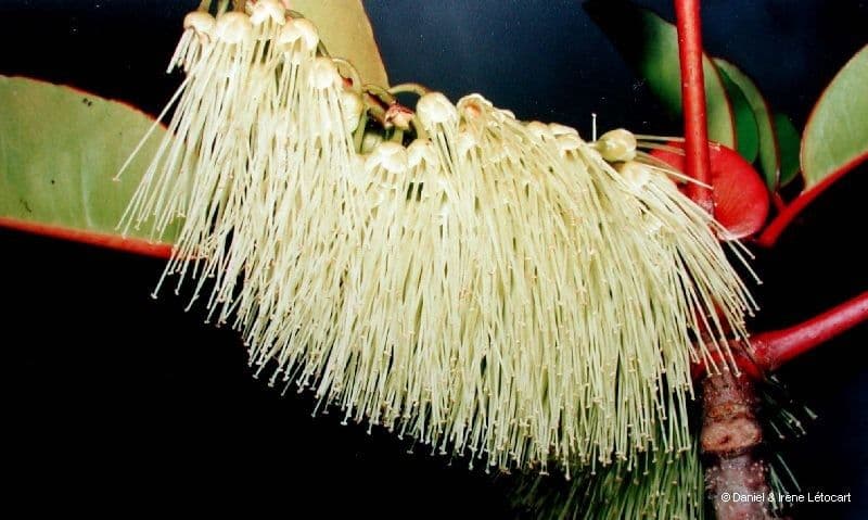Cunonia 8