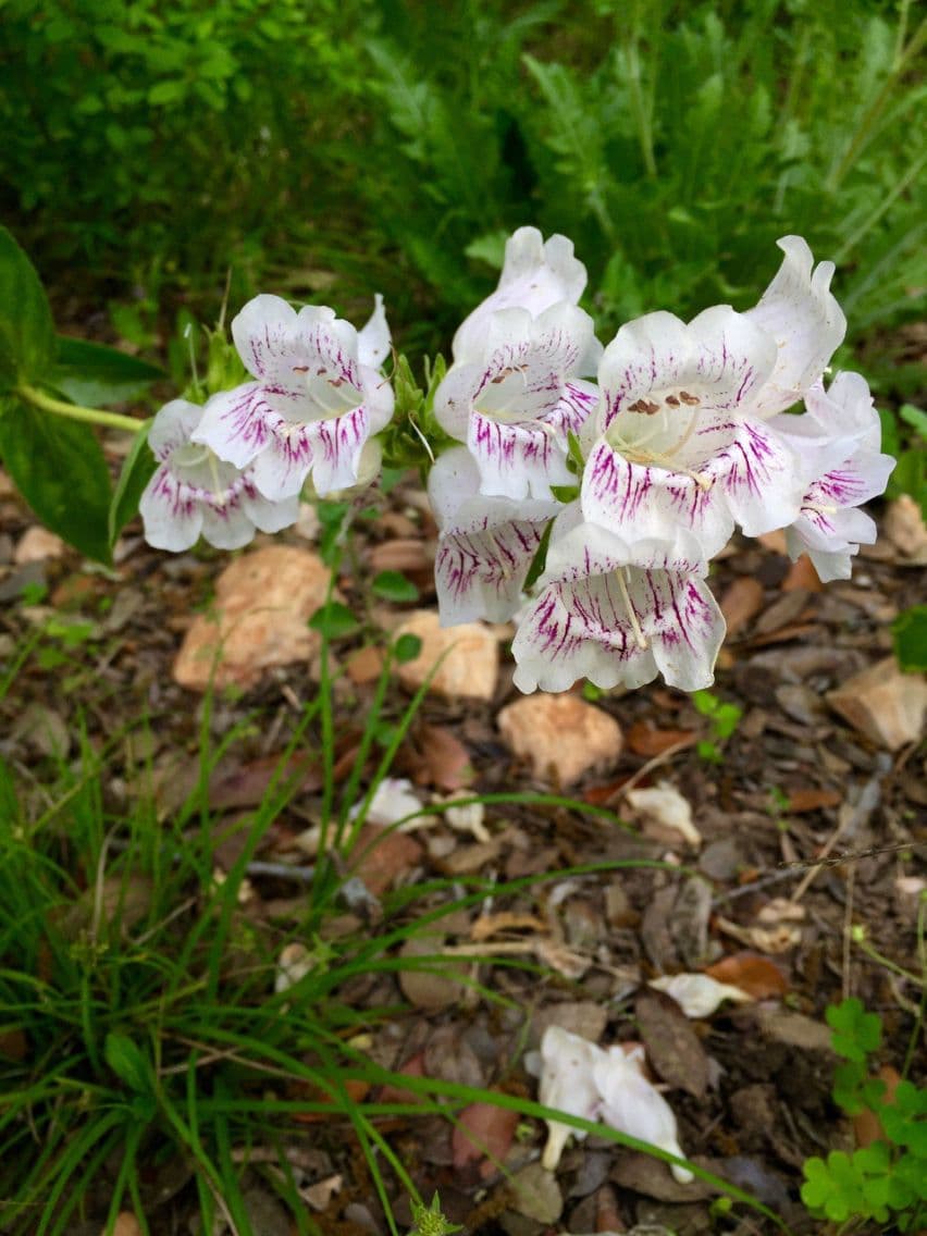 Penstemon cobaea 7