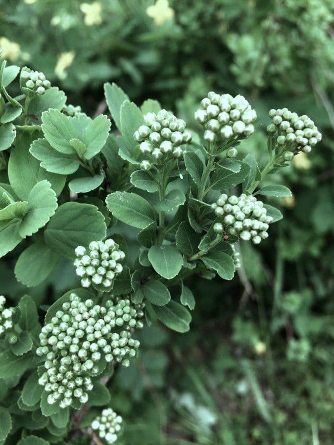 Spiraea ulmifolia 25