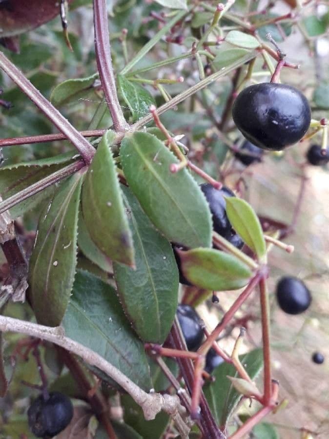 Wild madder 2