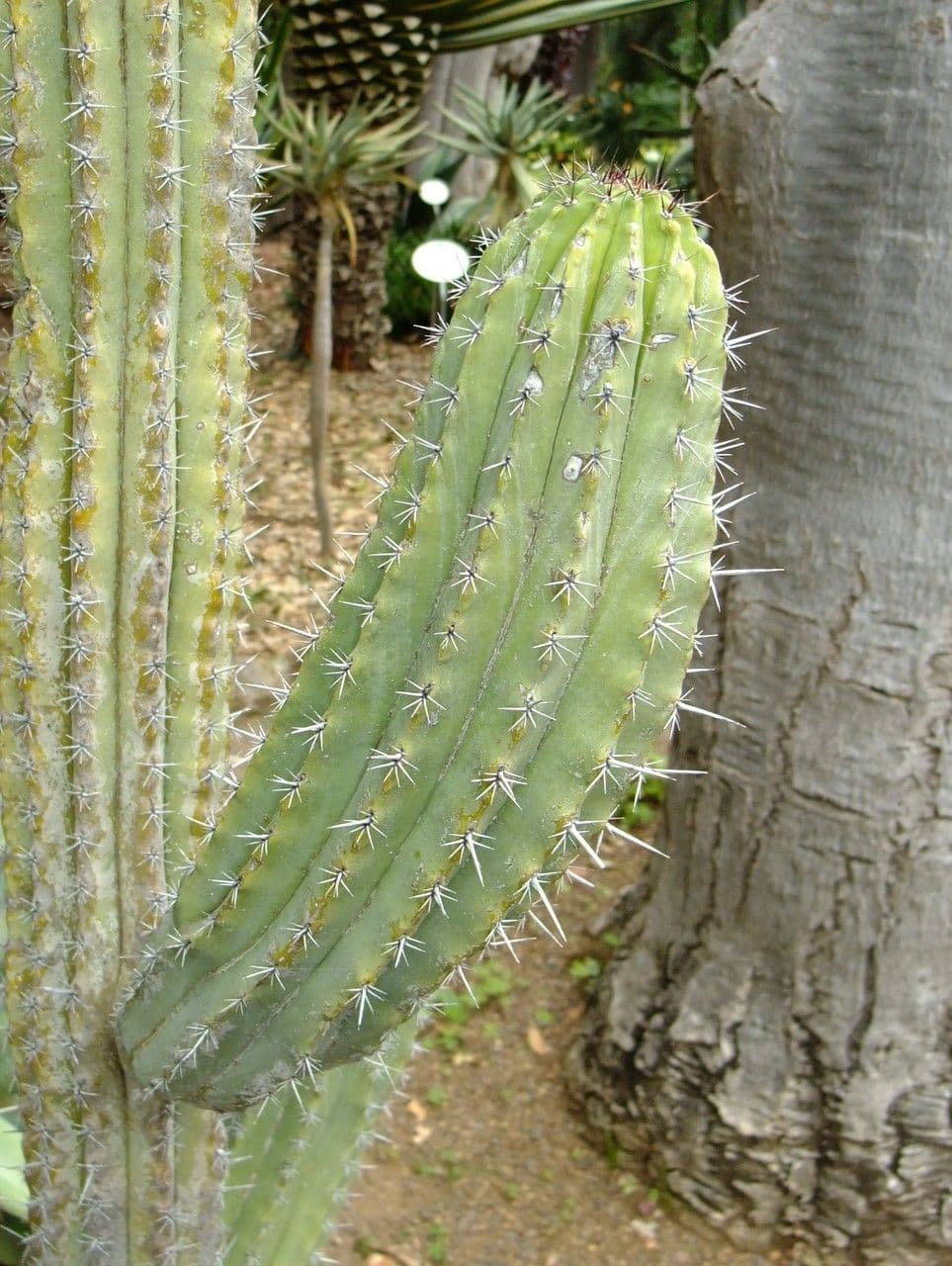 Polaskia 6