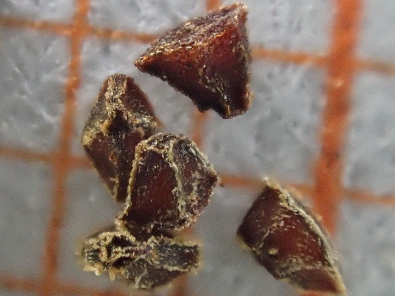 Primula hirsuta 26