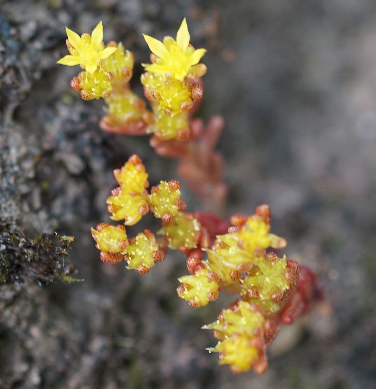 Borracina annuale 4