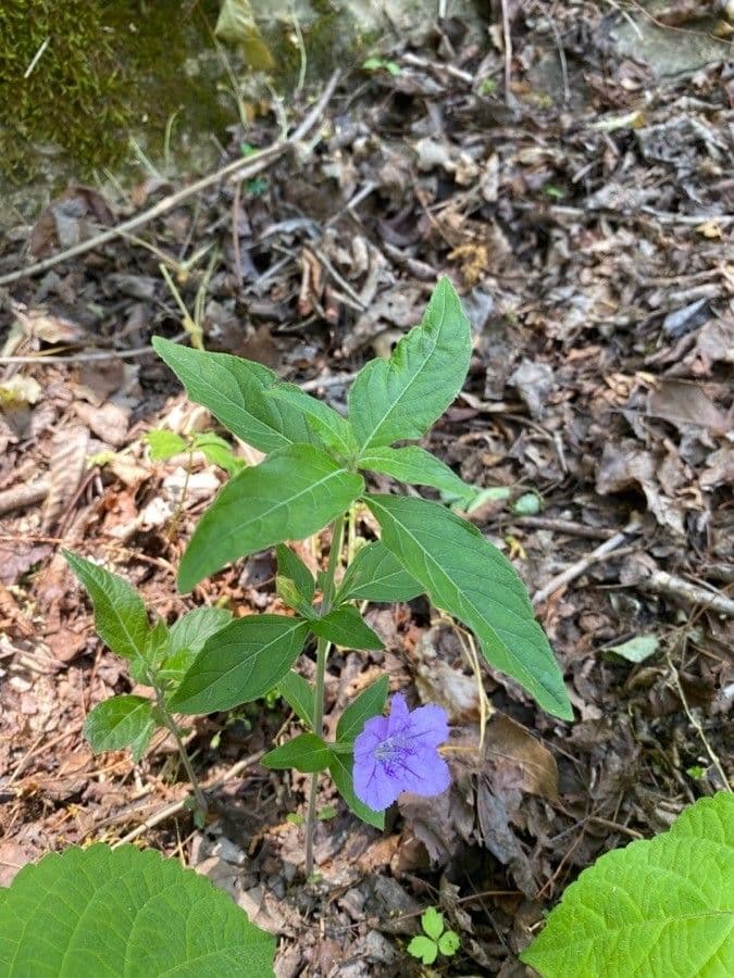 Ruellia 15