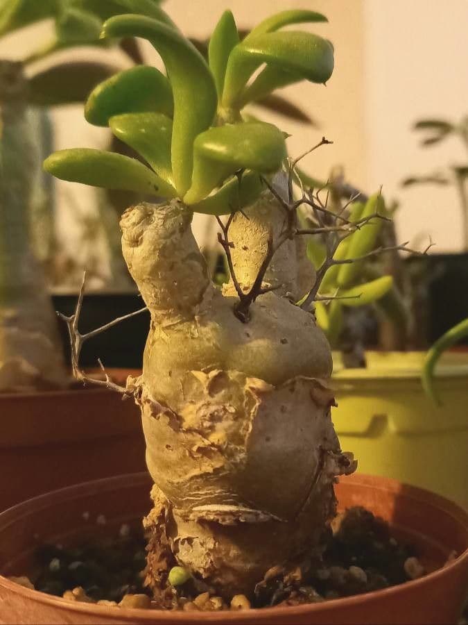 Tylecodon 15