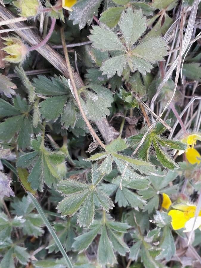 Cincoenrama de primavera 20